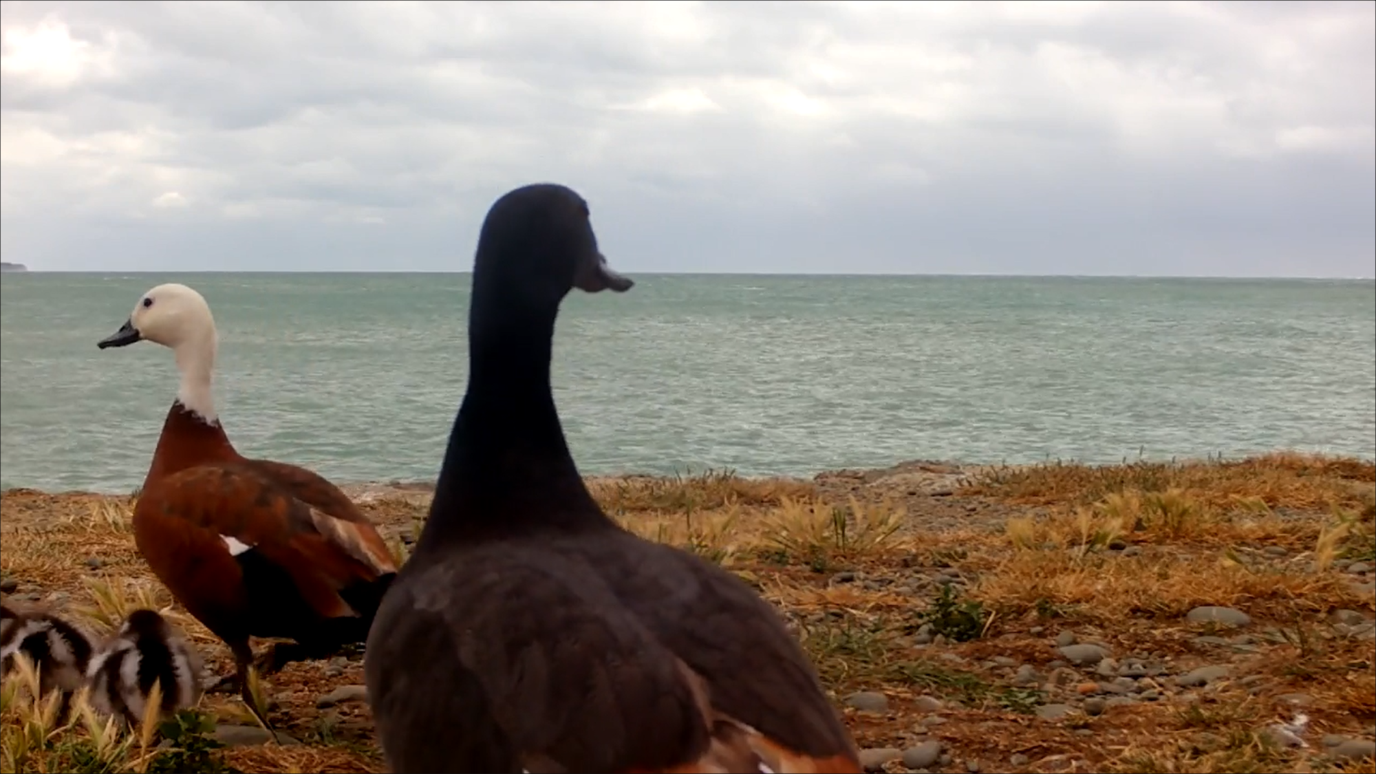 Neuseeland Screenshot 163