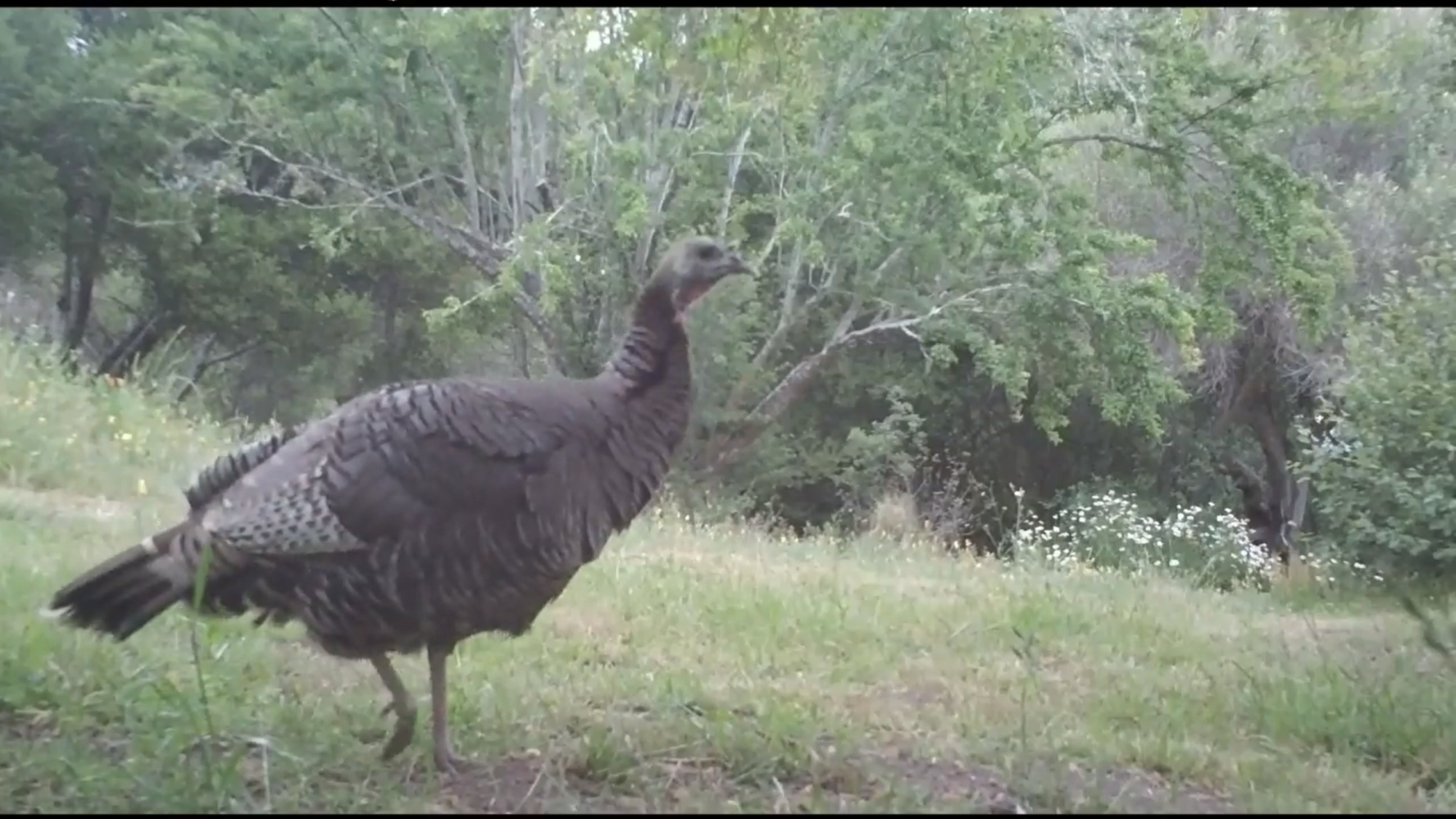 USA Bolinas Screenshot 38