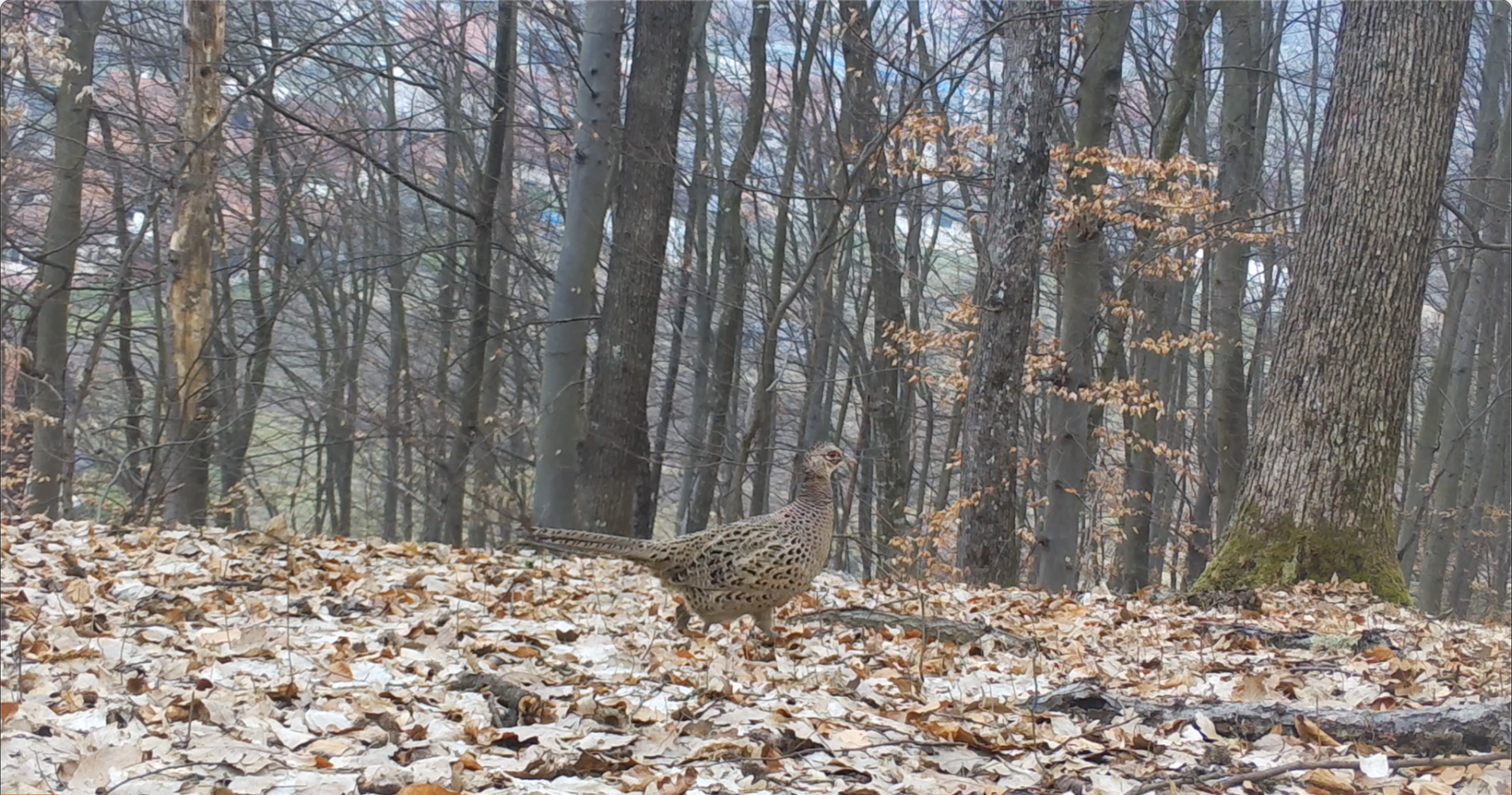 SERBIA2021 03 14 102052 bird